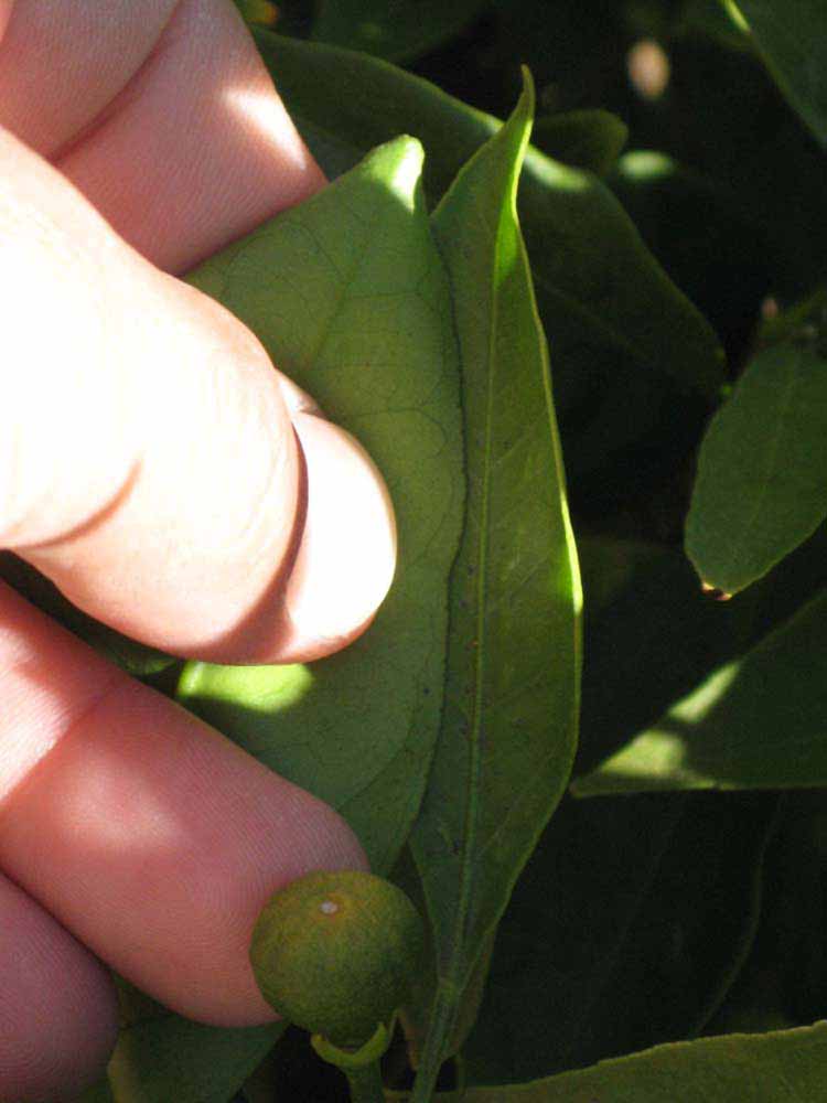              Margin (Riverside, CA)       